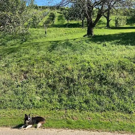 公寓 Direkt Am Weingut Garber