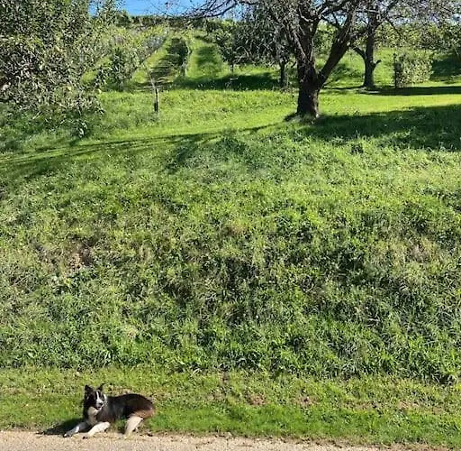 Apartament Direkt Am Weingut Garber